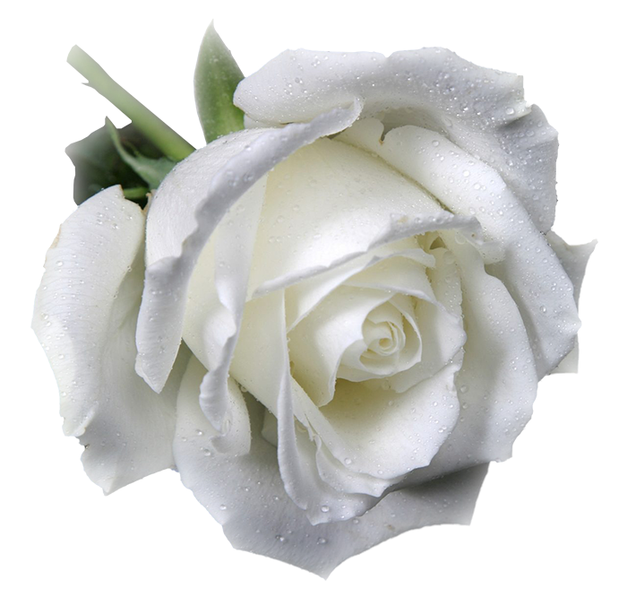Photo of a single white rose